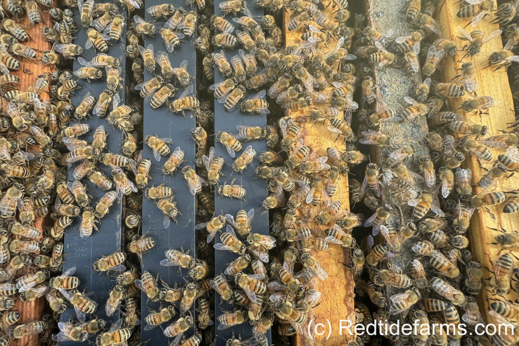 picture of inside of 5 fram nuc with lots of bees