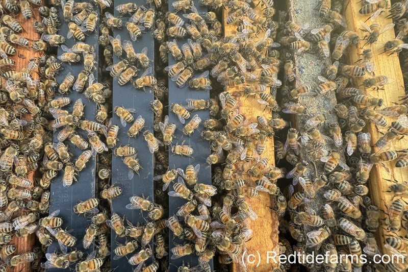 picture of inside of 5 fram nuc with lots of bees