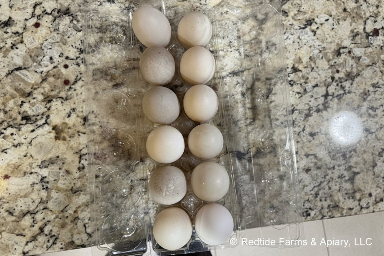Carton of duck eggs on a granite  countertop