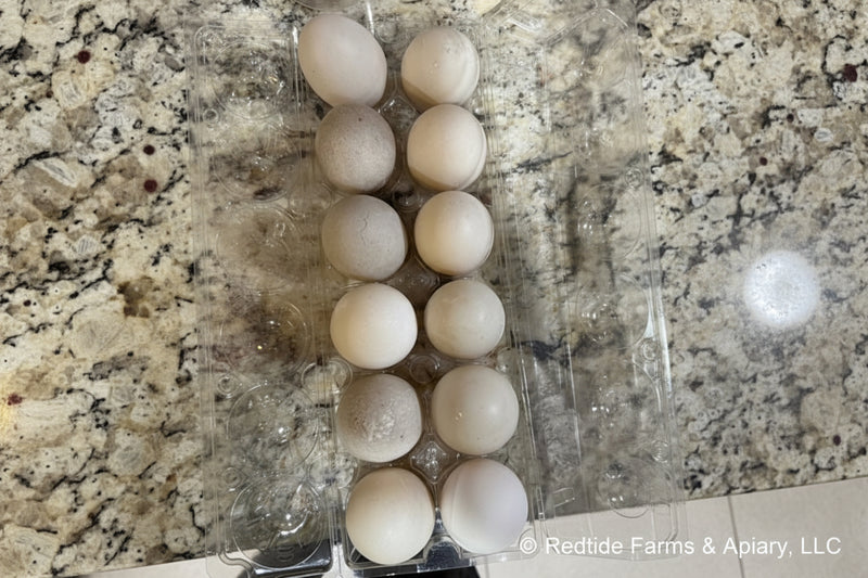 Carton of duck eggs on a granite  countertop
